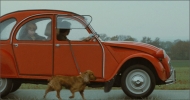 Les joies d'avoir un chien !