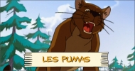Les pumas