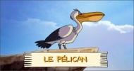 Le pélican